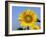 Sunflower, Illinois, USA-Lynn M. Stone-Framed Photographic Print