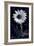 Sunflower In Black & White-Steve Gadomski-Framed Photographic Print