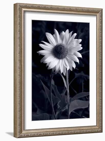 Sunflower In Black & White-Steve Gadomski-Framed Photographic Print