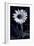 Sunflower In Black & White-Steve Gadomski-Framed Photographic Print