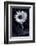 Sunflower In Black & White-Steve Gadomski-Framed Photographic Print