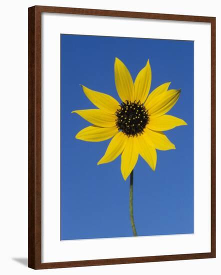 Sunflower, in Bloom, Welder Wildlife Refuge, Rockport, Texas, USA-Rolf Nussbaumer-Framed Photographic Print
