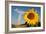 Sunflower, in Front of a Nuclear Power Plant-null-Framed Photo