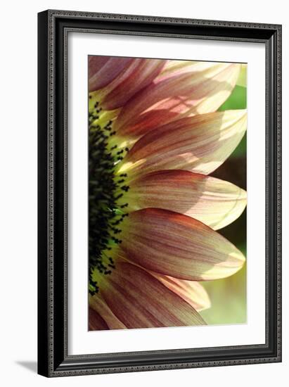 Sunflower IV-Tammy Putman-Framed Photographic Print