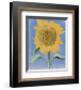 Sunflower, New Mexico, 1935-Georgia O'Keeffe-Framed Art Print