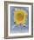 Sunflower, New Mexico, c.1935-Georgia O'Keeffe-Framed Art Print