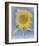 Sunflower, New Mexico, c.1935-Georgia O'Keeffe-Framed Art Print