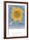 Sunflower, New Mexico, c.1935-Georgia O'Keeffe-Framed Art Print