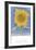 Sunflower, New Mexico, c.1935-Georgia O'Keeffe-Framed Art Print