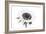 Sunflower Noir - Centre-James Guilliam-Framed Giclee Print