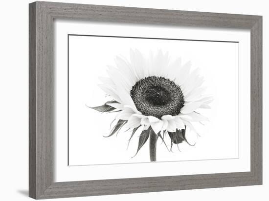 Sunflower Noir - Centre-James Guilliam-Framed Giclee Print