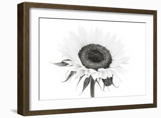 Sunflower Noir - Centre-James Guilliam-Framed Giclee Print