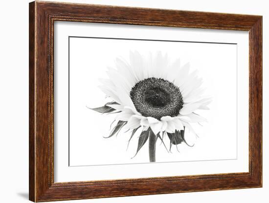 Sunflower Noir - Centre-James Guilliam-Framed Giclee Print