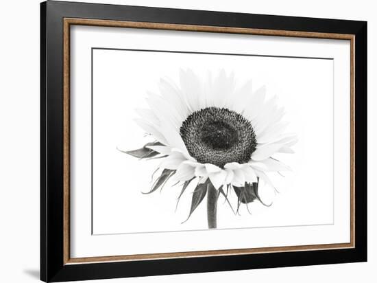 Sunflower Noir - Centre-James Guilliam-Framed Giclee Print