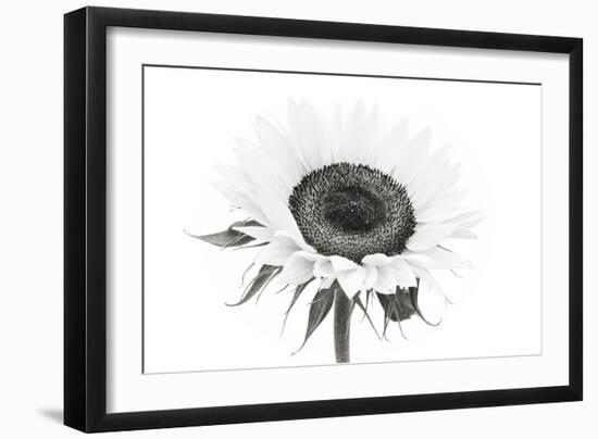Sunflower Noir - Centre-James Guilliam-Framed Giclee Print