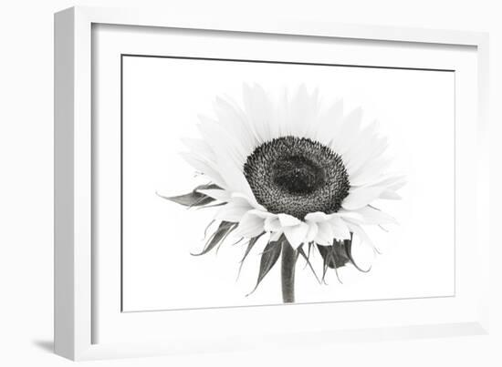 Sunflower Noir - Centre-James Guilliam-Framed Giclee Print