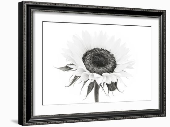 Sunflower Noir - Centre-James Guilliam-Framed Giclee Print