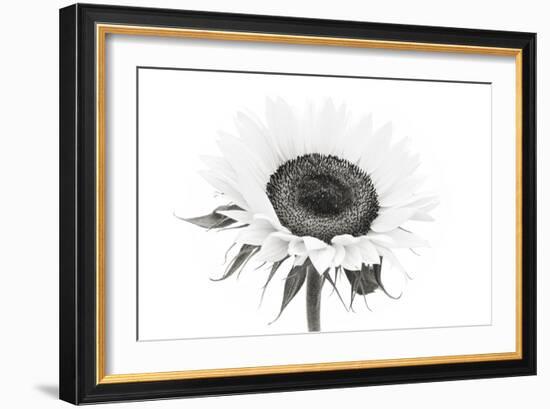 Sunflower Noir - Centre-James Guilliam-Framed Giclee Print