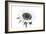 Sunflower Noir - Centre-James Guilliam-Framed Giclee Print