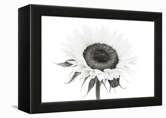 Sunflower Noir - Centre-James Guilliam-Framed Stretched Canvas