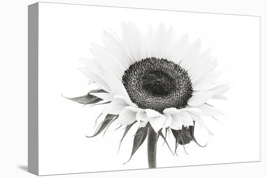 Sunflower Noir - Centre-James Guilliam-Framed Stretched Canvas