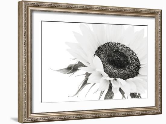 Sunflower Noir - Close-James Guilliam-Framed Giclee Print