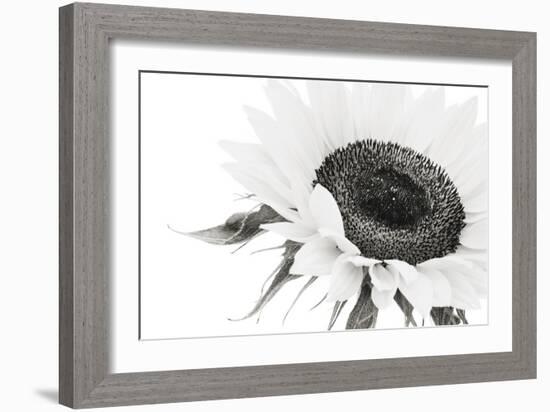 Sunflower Noir - Close-James Guilliam-Framed Giclee Print