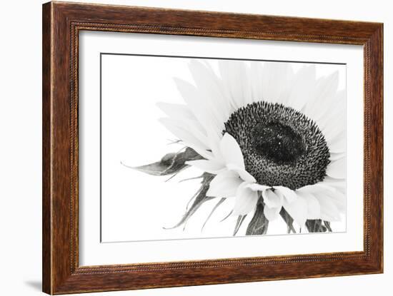 Sunflower Noir - Close-James Guilliam-Framed Giclee Print