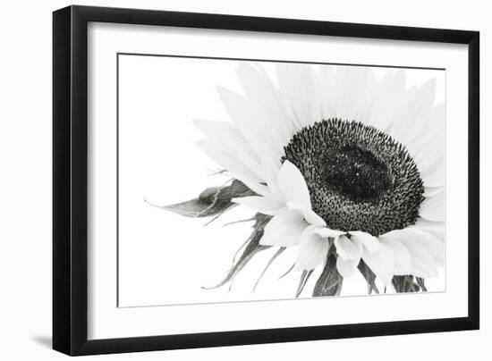 Sunflower Noir - Close-James Guilliam-Framed Giclee Print