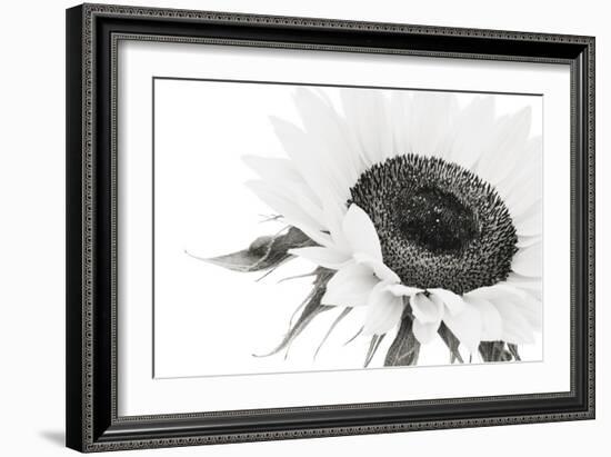 Sunflower Noir - Close-James Guilliam-Framed Giclee Print