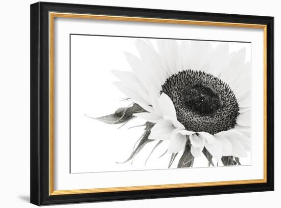 Sunflower Noir - Close-James Guilliam-Framed Giclee Print