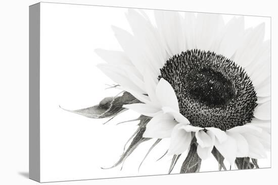 Sunflower Noir - Close-James Guilliam-Framed Stretched Canvas