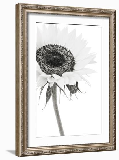 Sunflower Noir - Corner-James Guilliam-Framed Giclee Print