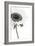 Sunflower Noir - Corner-James Guilliam-Framed Giclee Print