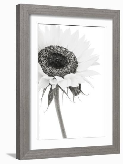 Sunflower Noir - Corner-James Guilliam-Framed Giclee Print