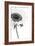 Sunflower Noir - Corner-James Guilliam-Framed Giclee Print