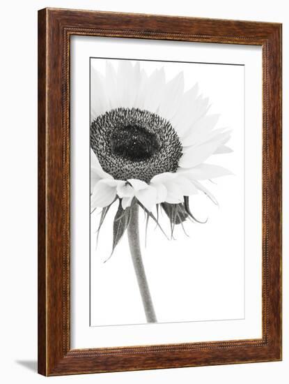 Sunflower Noir - Corner-James Guilliam-Framed Giclee Print