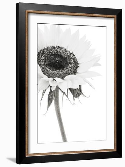 Sunflower Noir - Corner-James Guilliam-Framed Giclee Print