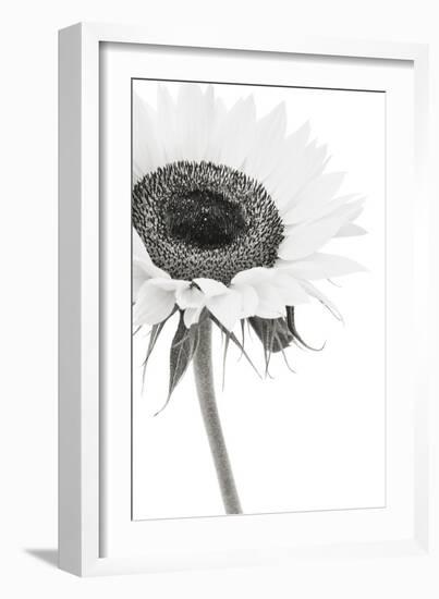 Sunflower Noir - Corner-James Guilliam-Framed Giclee Print