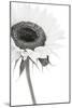 Sunflower Noir - Corner-James Guilliam-Mounted Giclee Print