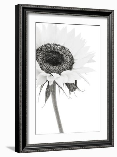 Sunflower Noir - Corner-James Guilliam-Framed Giclee Print