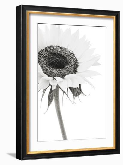 Sunflower Noir - Corner-James Guilliam-Framed Giclee Print