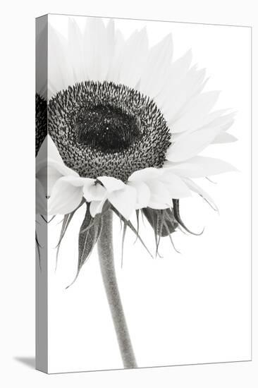 Sunflower Noir - Corner-James Guilliam-Framed Stretched Canvas