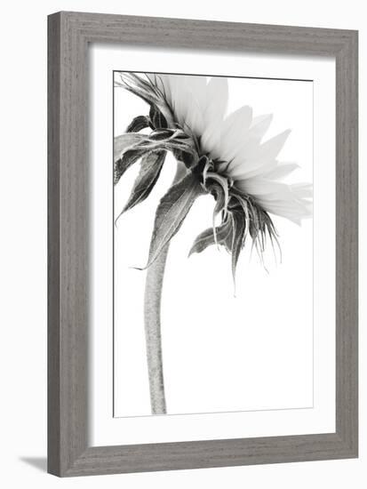 Sunflower Noir - Edge-James Guilliam-Framed Giclee Print