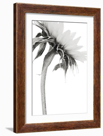 Sunflower Noir - Edge-James Guilliam-Framed Giclee Print