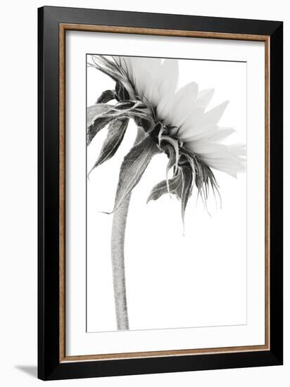 Sunflower Noir - Edge-James Guilliam-Framed Giclee Print