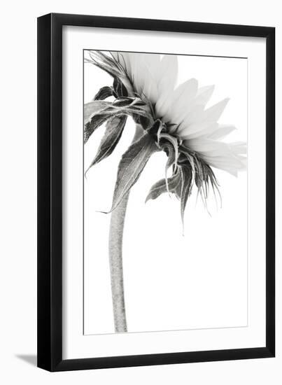 Sunflower Noir - Edge-James Guilliam-Framed Giclee Print