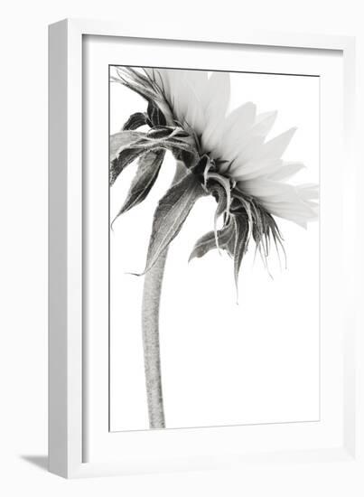 Sunflower Noir - Edge-James Guilliam-Framed Giclee Print