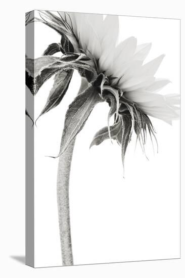 Sunflower Noir - Edge-James Guilliam-Framed Stretched Canvas