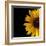 Sunflower Number 3-Steve Gadomski-Framed Photographic Print